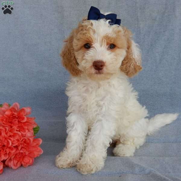 Callie, Cockapoo Puppy